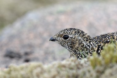 Ptarmigan, Lagopus mutus