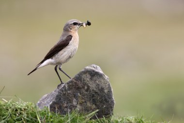 Kuzey kuyrukkakan, oenanthe oenanthe