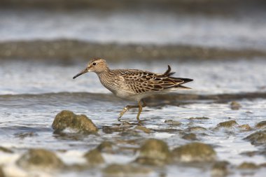 çizgili kum kuşu, calidris melanotos
