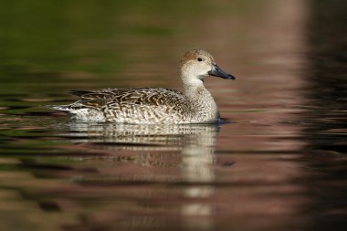 Kuzey Kılkuyruk, anas acuta