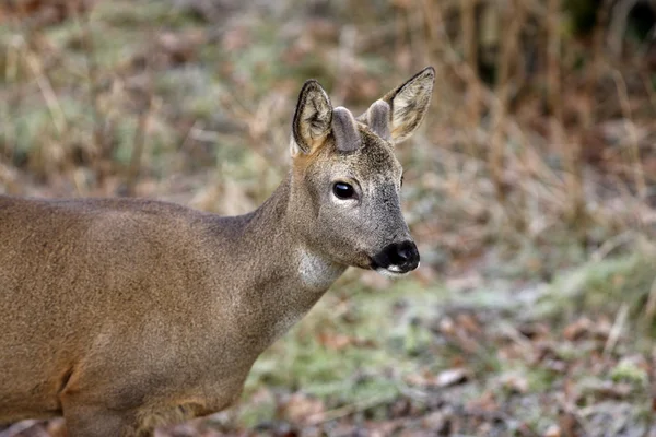 Roe deer, Capreolus capreolus — Stock Photo, Image