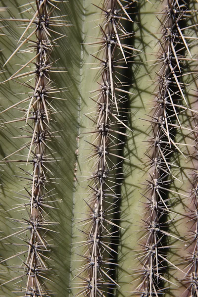 Saguaro kaktüsü, carnegiea kızgözü — Stok fotoğraf