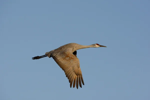 Zandheugelkraanvogel, Grus canadensis — Stockfoto