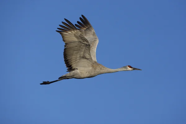 Volavka bělostná, grus canadensis — Stock fotografie