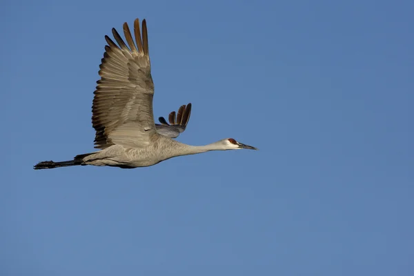Sandhill crane, Grus canadensis — Stock Photo, Image