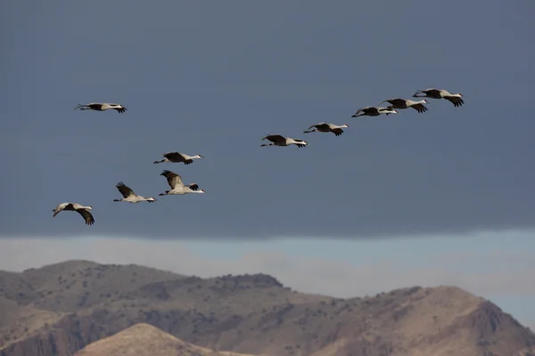 Gru di sabbia, Grus canadensis — Foto Stock