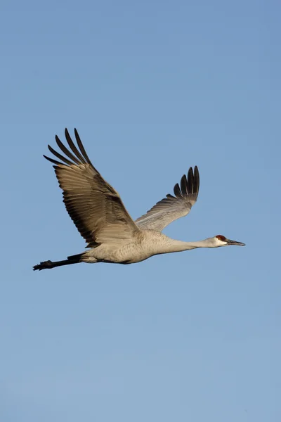 Guindaste de Sandhill, Grus canadensis — Fotografia de Stock