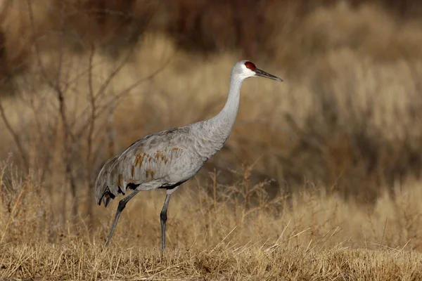 Grúa de arenisca, Grus canadensis — Foto de Stock