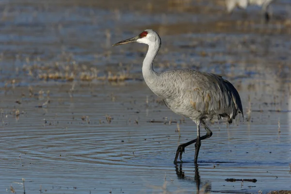 Sandbackskran, Grus canadensis — Stockfoto