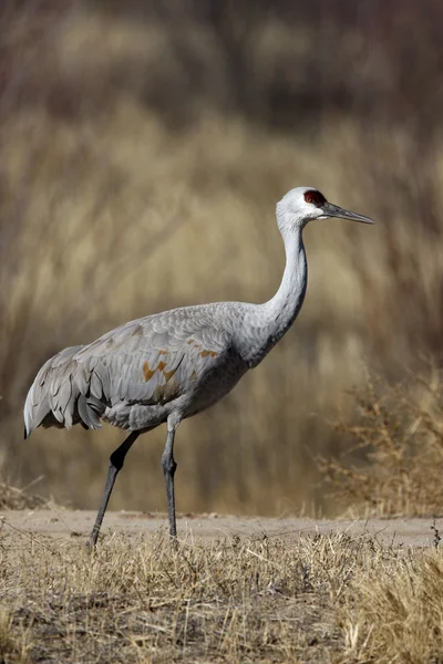 Sandbackskran, Grus canadensis — Stockfoto