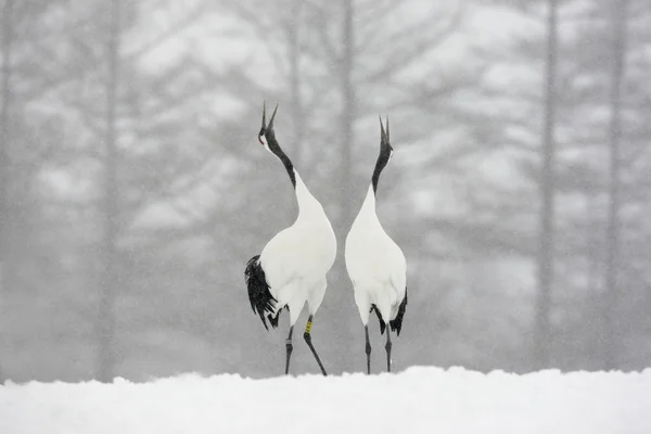 taç kırmızı turna veya Japon turna grus japonensis