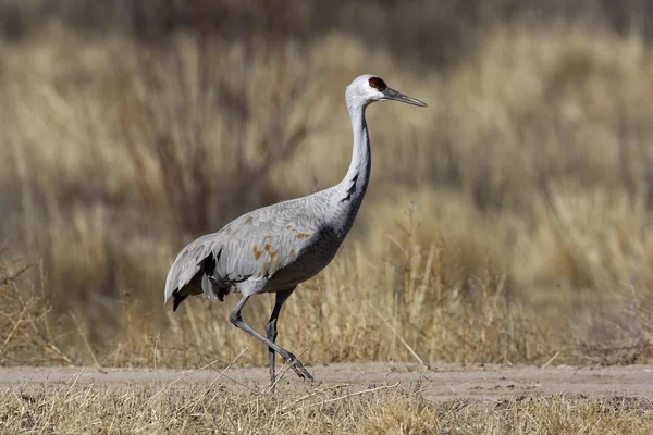 Grúa de arenisca, Grus canadensis — Foto de Stock