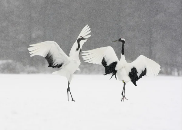 Grúa de corona roja o grúa japonesa, Grus japonensis —  Fotos de Stock