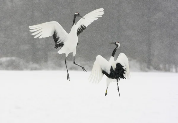 Grúa de corona roja o grúa japonesa, Grus japonensis —  Fotos de Stock