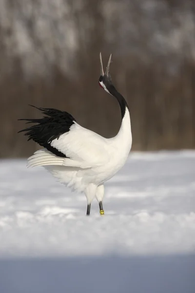 Röd-krontrana eller japanska crane, grus japonensis — Stockfoto