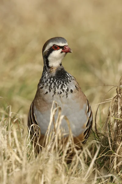 Perdrix à pattes rouges, Alectoris rufa — Photo