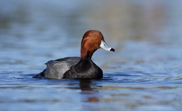 Pelirrojas, Aythya americana — Foto de Stock