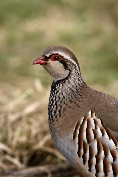 Red-legged partridge, Alectoris rufa — Stock Photo, Image