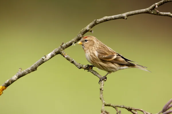 Menor redpoll, cabaré Carduelis — Fotografia de Stock