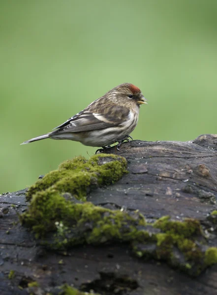 Redpoll menor, cabaret Carduelis —  Fotos de Stock