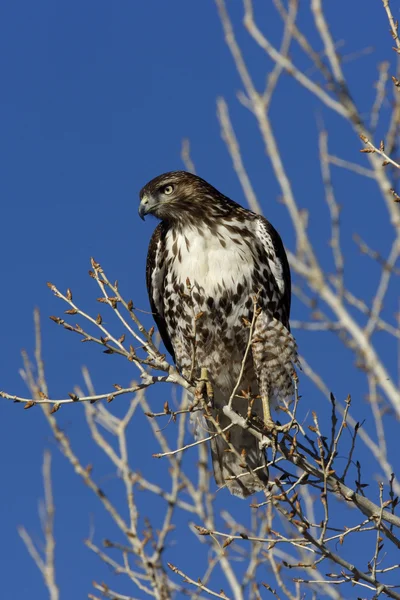 Kırmızı - kuyruklu şahin, Şahin jamaicensis