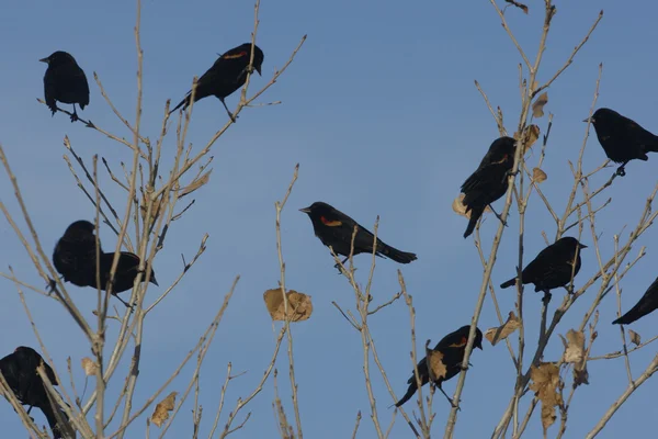 Red - winged blackbird, agelaius phoeniceus — Stockfoto