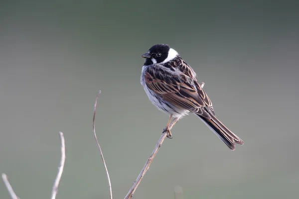 Rietgors, emberiza schoeniclus — Stockfoto