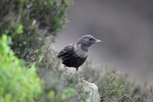 Kos horský, turdus torquatus — Stock fotografie