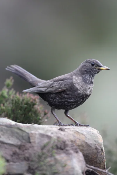 鸫 torquatus 环 ouzel — 图库照片