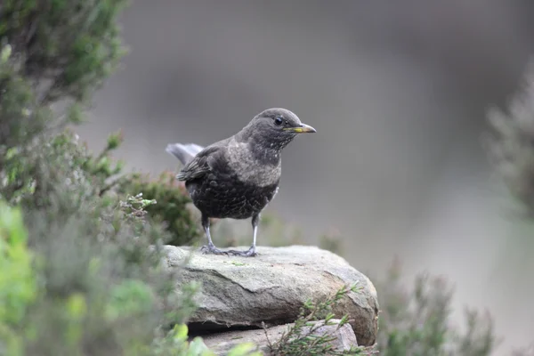 鸫 torquatus 环 ouzel — 图库照片