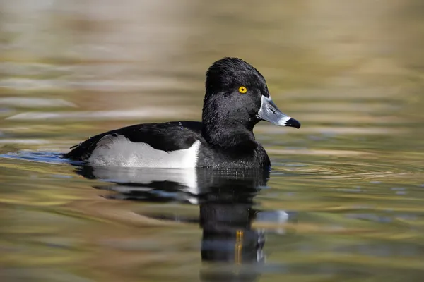 Pato de cuello anular, Aythya collaris — Foto de Stock