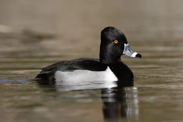 Ring-necked duck, Aythya collaris — Stock Photo, Image