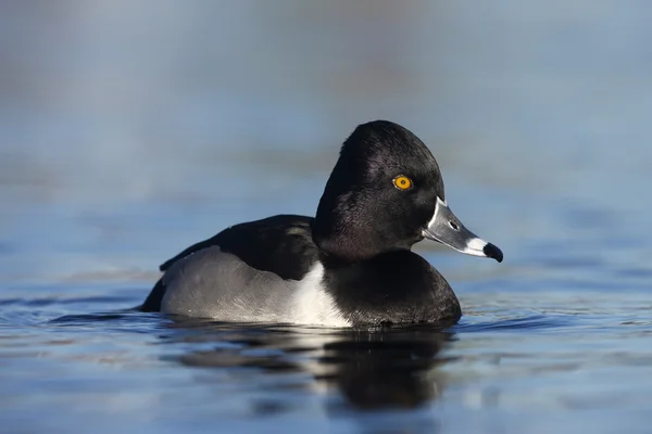 Proužkozobý, aythya collaris — Stock fotografie