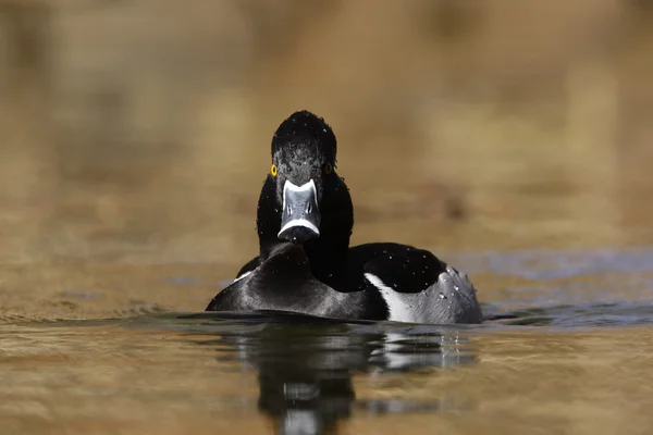 Ring - boyunlu duck, aythya collaris — Stok fotoğraf