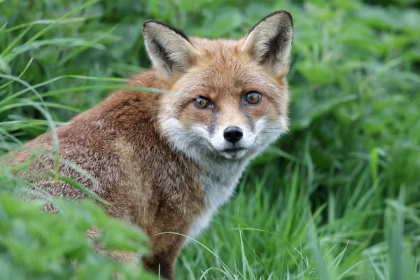 Rode Vos, Vulpes vulpes — Stockfoto