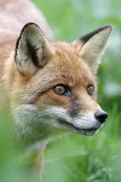 Rotfuchs, Vulpes vulpes — Stockfoto