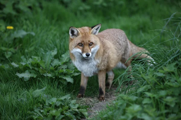 Красная лиса, Vulpes vulpes — стоковое фото