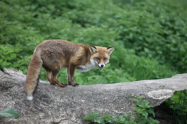 Rotfuchs, Vulpes vulpes — Stockfoto