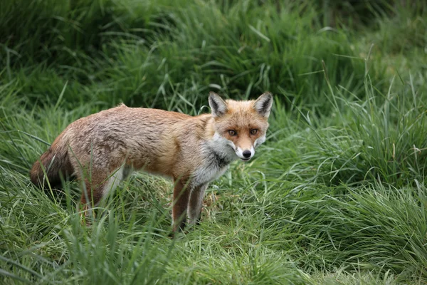 Red fox, Vulpes vulpes — Stock Photo, Image