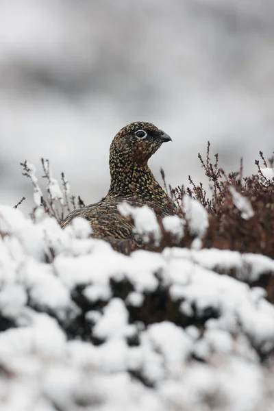 赤いライチョウ、道央道央 scoticus — ストック写真