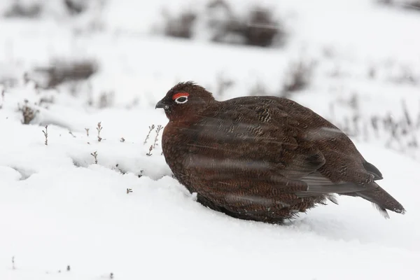 Red grouse, Lagopus lagopus scoticus — Stockfoto