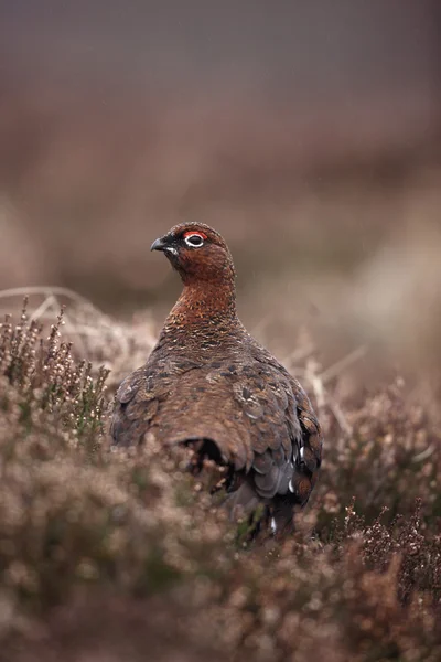 赤いライチョウ、道央道央 scoticus — ストック写真