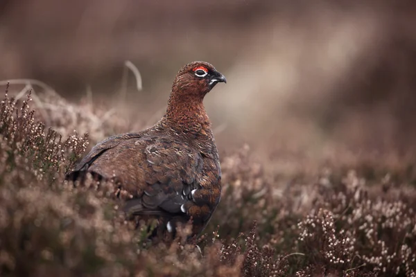 Red grouse, Lagopus lagopus scoticus — Stockfoto