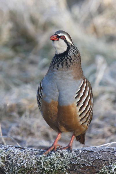 Perdrix à pattes rouges, Alectoris rufa — Photo