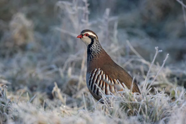 Red legged partridge, Alectoris rufa — Stock Photo, Image