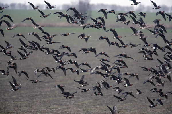 Red-breasted goose, Branta ruficollis — Stock Photo, Image