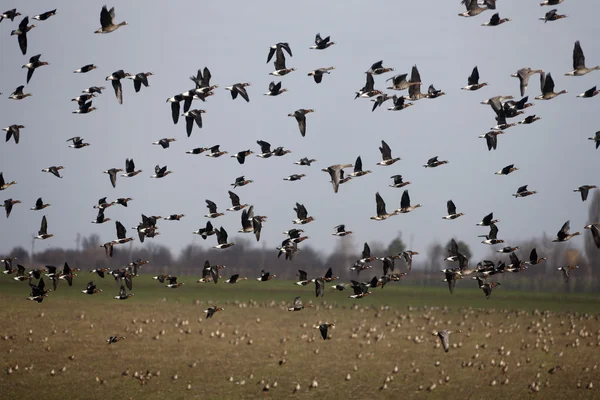 Kırmızı göğüslü kaz, branta ruficollis — Stok fotoğraf