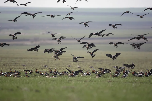 Ganso de peito vermelho, Branta ruficollis — Fotografia de Stock