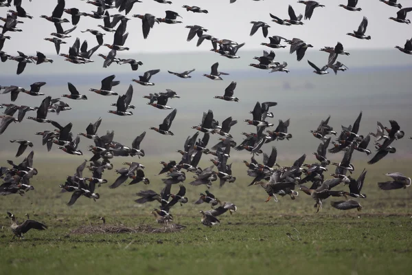 Χήνα κόκκινο-breasted, branta ruficollis — Φωτογραφία Αρχείου