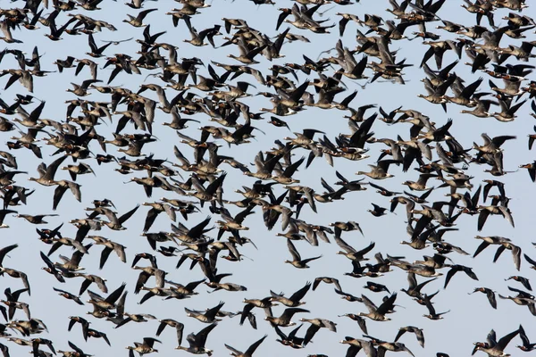 Ganso de peito vermelho, Branta ruficollis — Fotografia de Stock